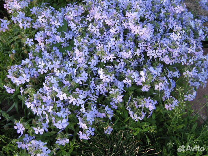 Цветы. Прайс Ч.3 Почвопокровники. Пряные