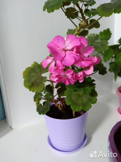 Герань пеларгония