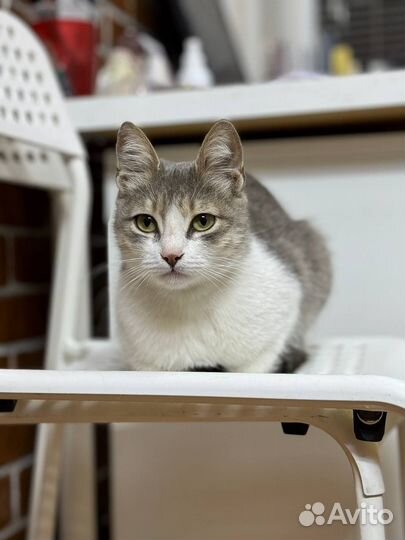 Кошка