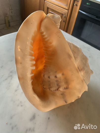 Ракушка и коралл все для квартиры, офиса, дома