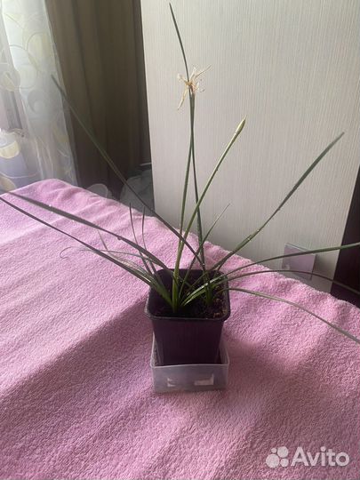 Зефирантес выскочка