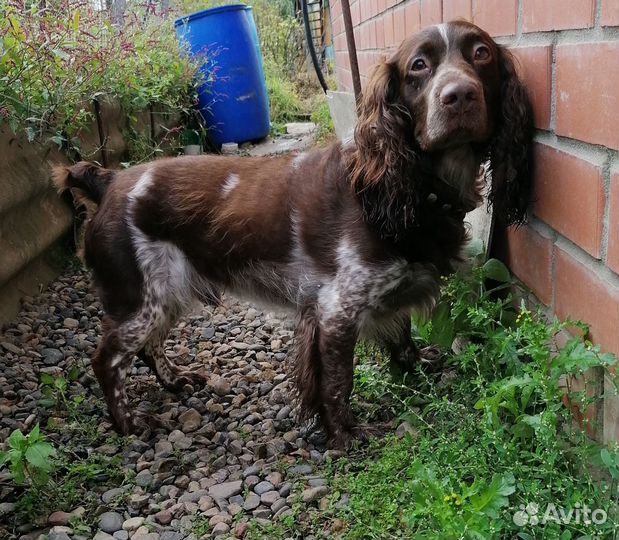 Русский охотничий спаниель.Красавик.Вязка