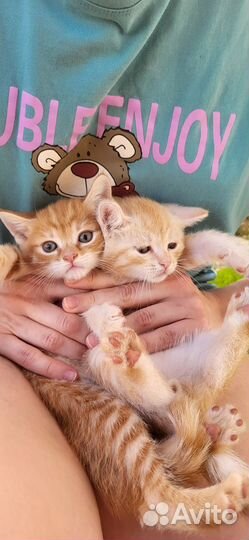 Рыжие Котята бесплатно