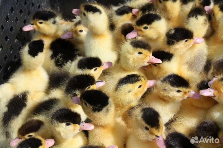 Утята мулард