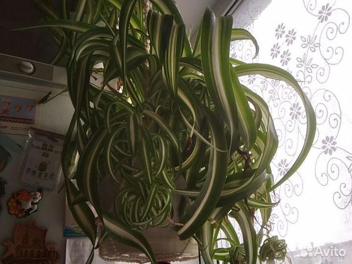 Хлорофитум