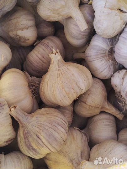 Чеснок