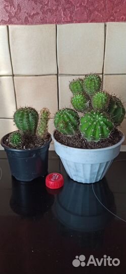 Цветы для дома