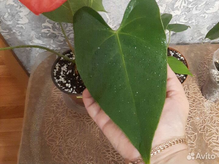 Антуриум Колорадо