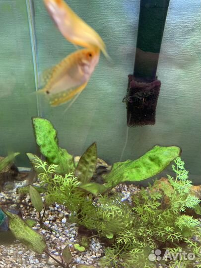 Аквариумные рыбки отдам бесплатно