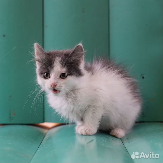 Котёнок Маня, 2 месяца