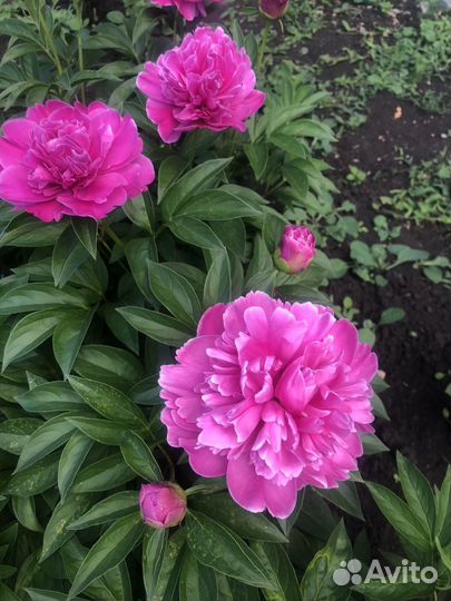 Продам комнатные и многолетние цветы для сада