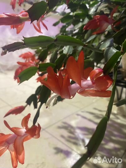 Декабрист шлюмбергера цветущий