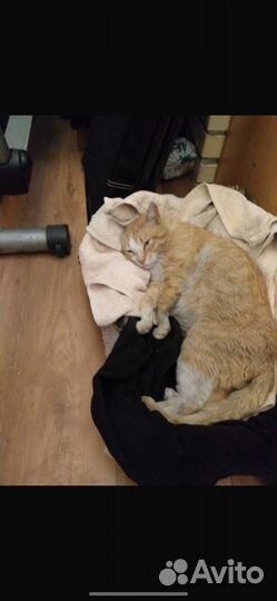 Помощь коту