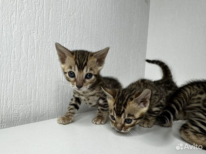 Котята бенгальские