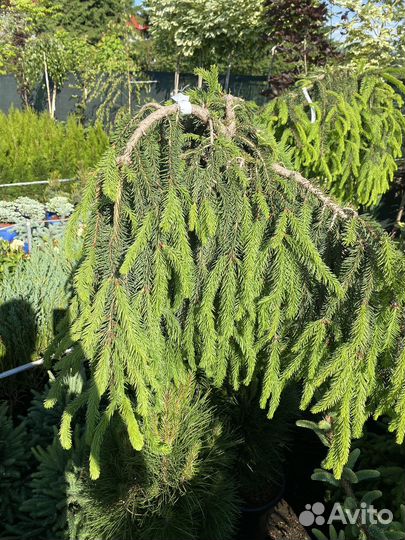 Ель инверса на штамбе