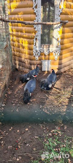 Продажа Фазанов