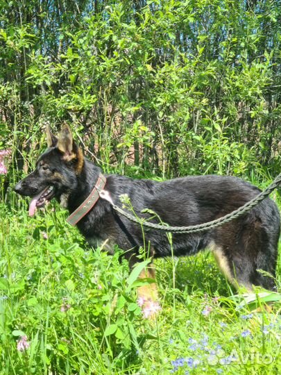 Подрощенные девочки немецкой овчарки