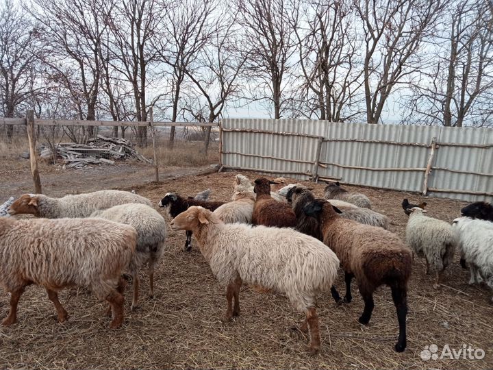 Овцы бараны