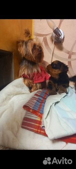 Йоркширский терьер щенки