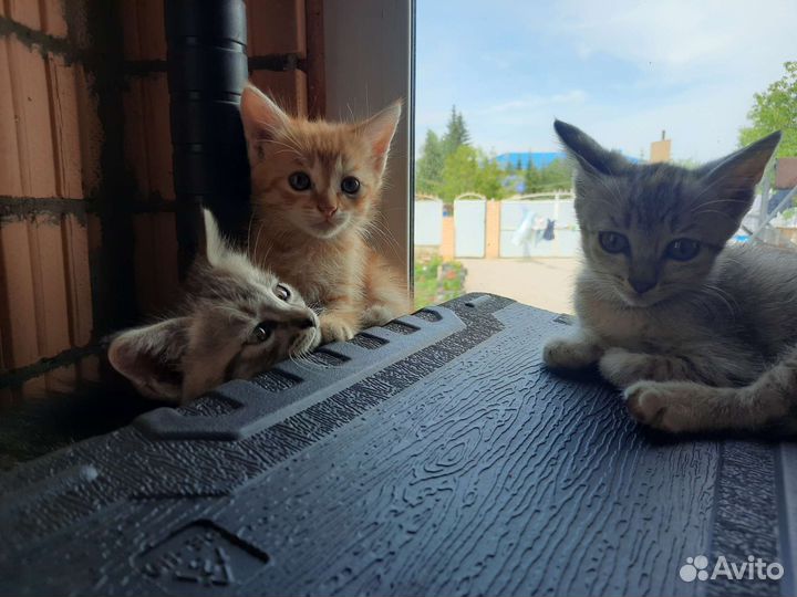 Котята в добрые руки