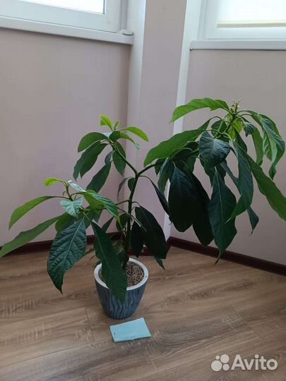 Авокадо дерево