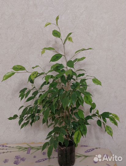 Фикус бенджамина
