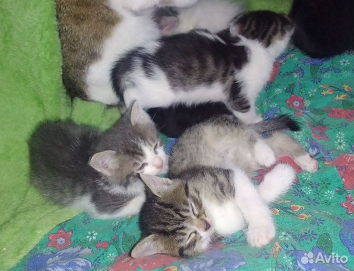 Котята в добрые руки