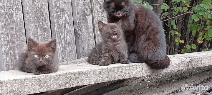 Отдам кота в добрые руки