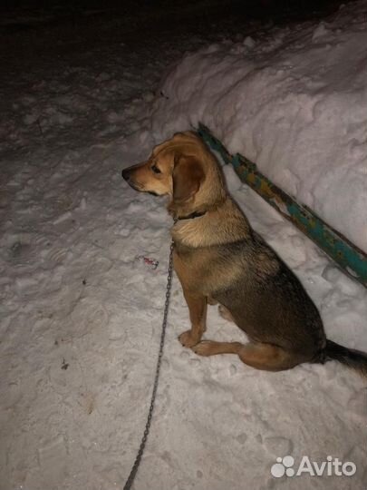 Собака в добрые руки
