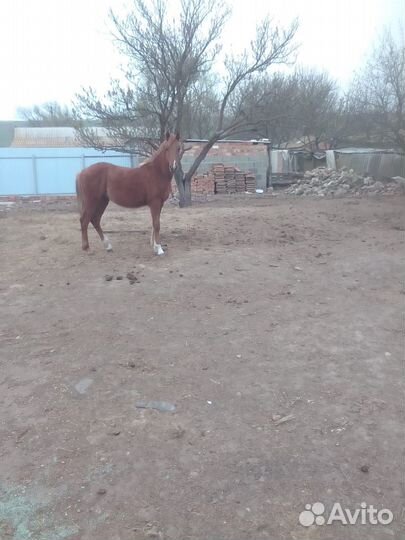 Арабский жеребец