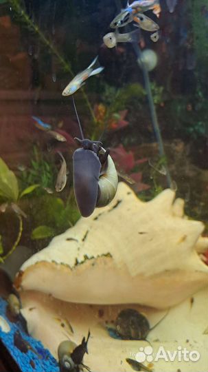 Улитка малыши