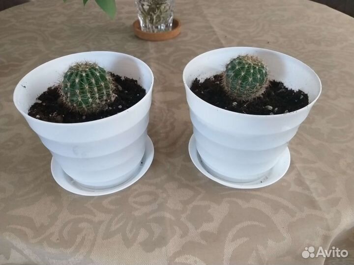 Кактусы и суккуленты
