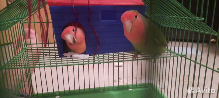 Попугай неразлучники пара