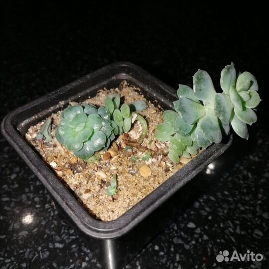 Эхеверия изящная