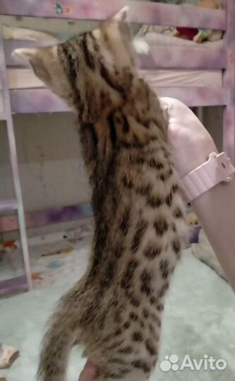 Бенгальская