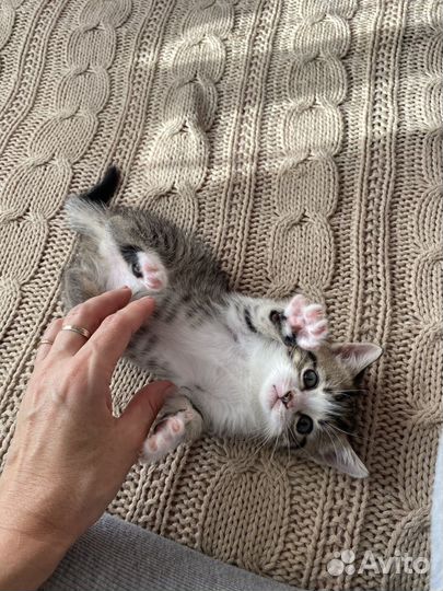 Кошечки 1.5месяца