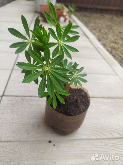 Люпин, многолетнее растение для сада