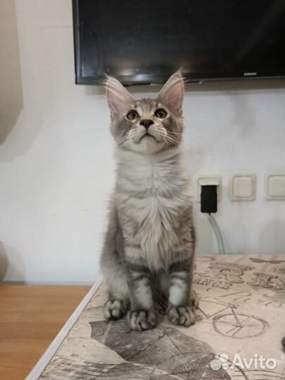 Котята мейн-кун