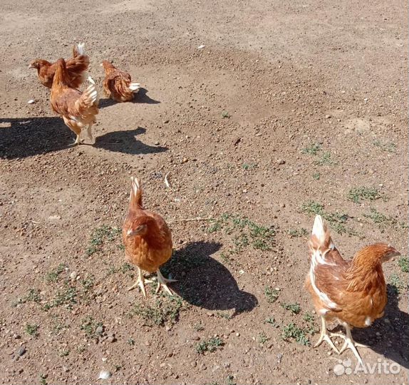 Куры несущие молодки