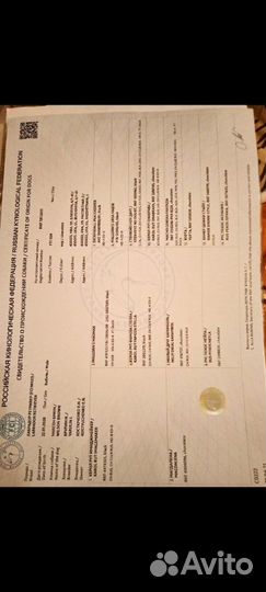 Лабрадор вязка