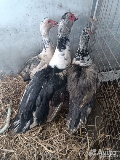 Инкубационное яйцо индоутки тяжелой линии