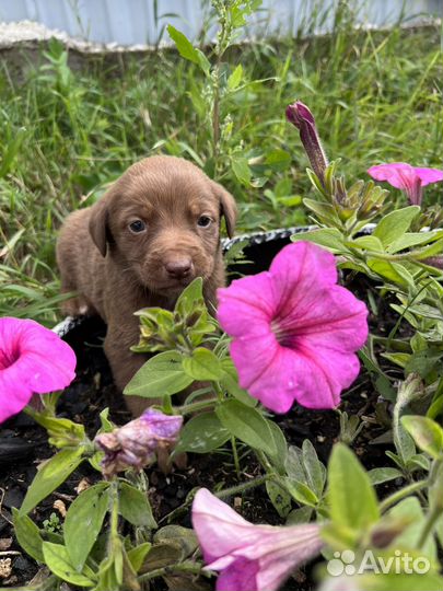 Собака в добрые руки щенок мальчик