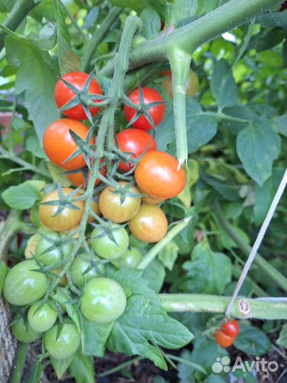 Семена томата Сахарный глянец