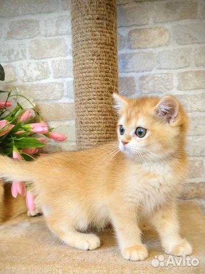 Шотландские котята золотая шиншилла