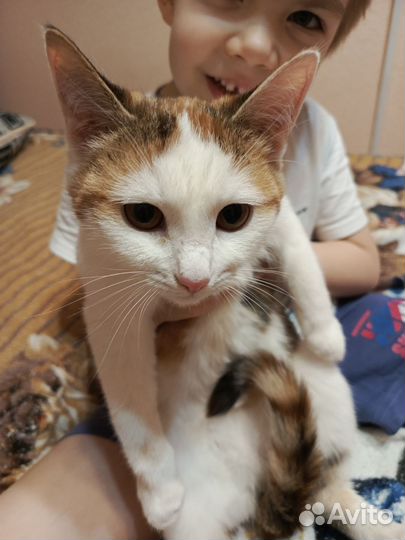 Котята в добрые руки бесплатно