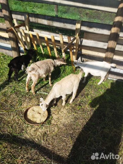 Козлята 4мес