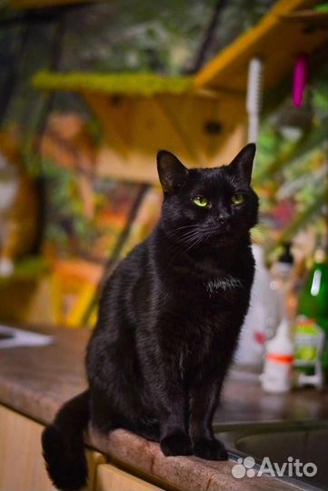 Котенок девочка