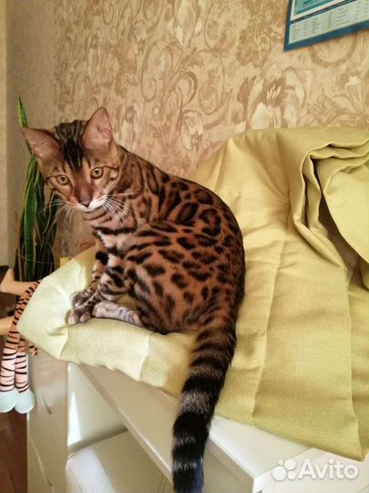 Бенгальский кот на вязку