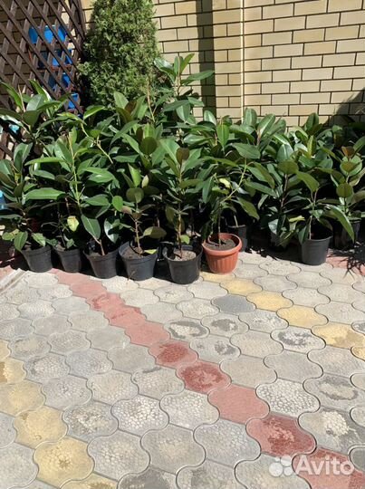 Фикус домашнее растение