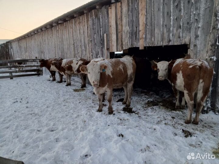 Быки живым весом